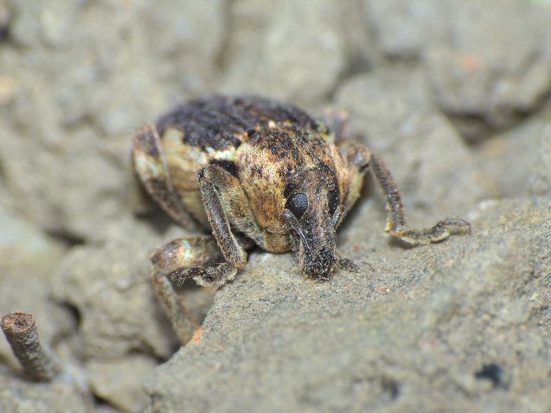 Brachypera zoilus (Scopoli, 1763)